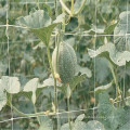 A agricultura usou os vegetais rígidos à prova de fogo do HDPE virgem que suportam a malha